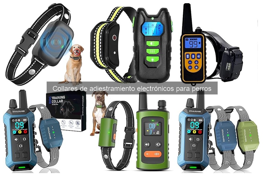 Cómo usar un collar de adiestramiento electrónico correctamente