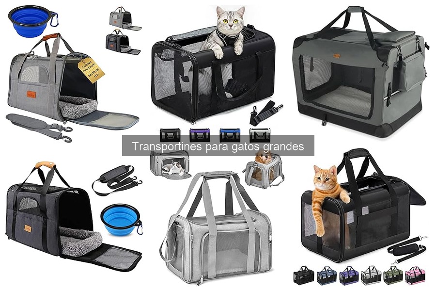 Cómo usar un transportín para gatos grandes de forma segura