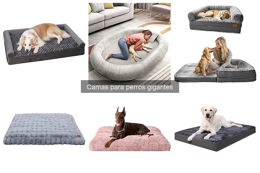 Comparativa: Camas ortopédicas vs convencionales para perros gigantes
