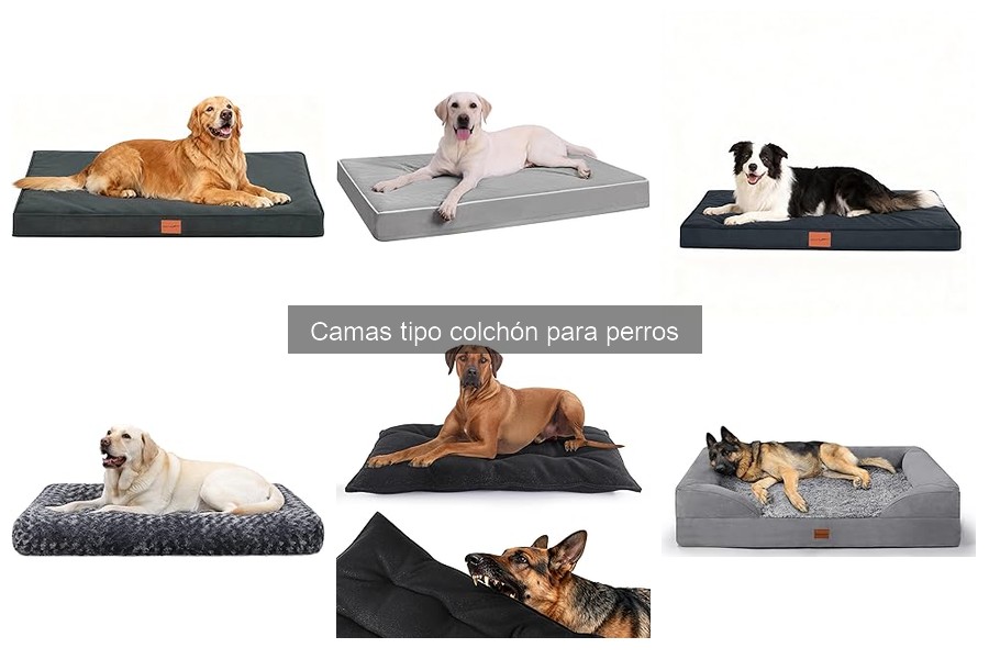Comparativa: Camas tipo colchón vs ortopédicas para perros