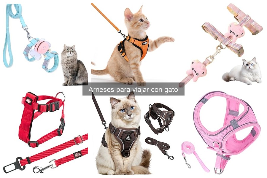 Consejos para Acostumbrar a tu Gato a Usar Arnés