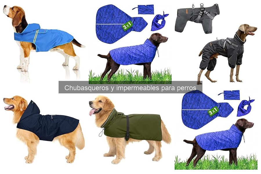 ¿Cuándo usar un chubasquero para tu perro? Guía práctica