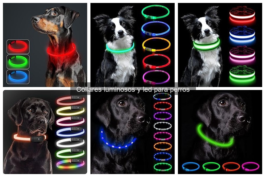 ¿Cuándo usar un collar luminoso para perros? Beneficios y más