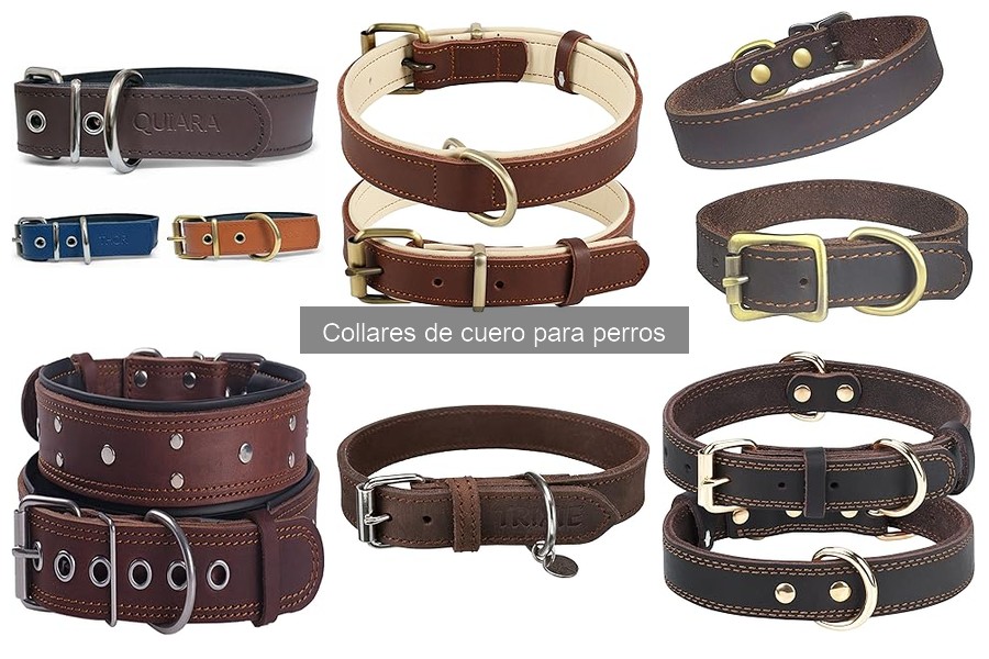 ¿Cuánto gastar en un collar de cuero para perros?