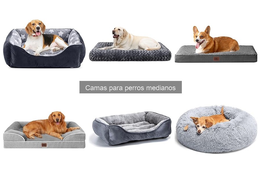 ¿Cuánto gastar en una cama para perro mediano? Guía de precios