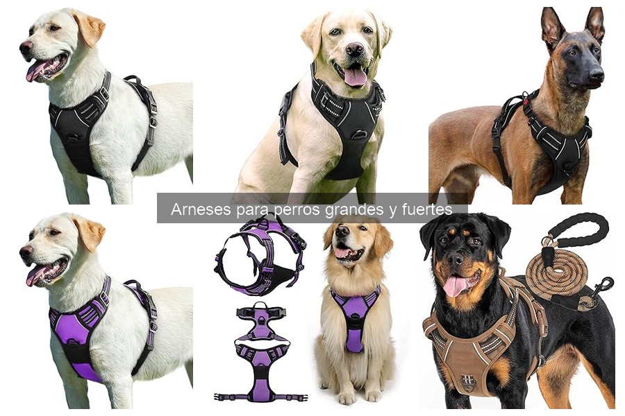 Cuidados y Mantenimiento de Arneses para Perros Grandes