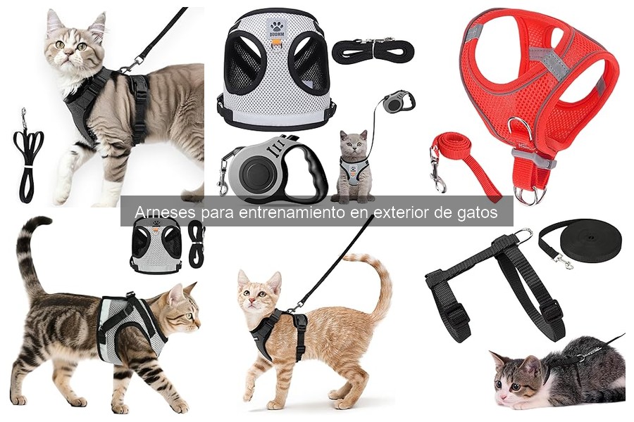 Dónde comprar arneses para gatos: tiendas físicas y online