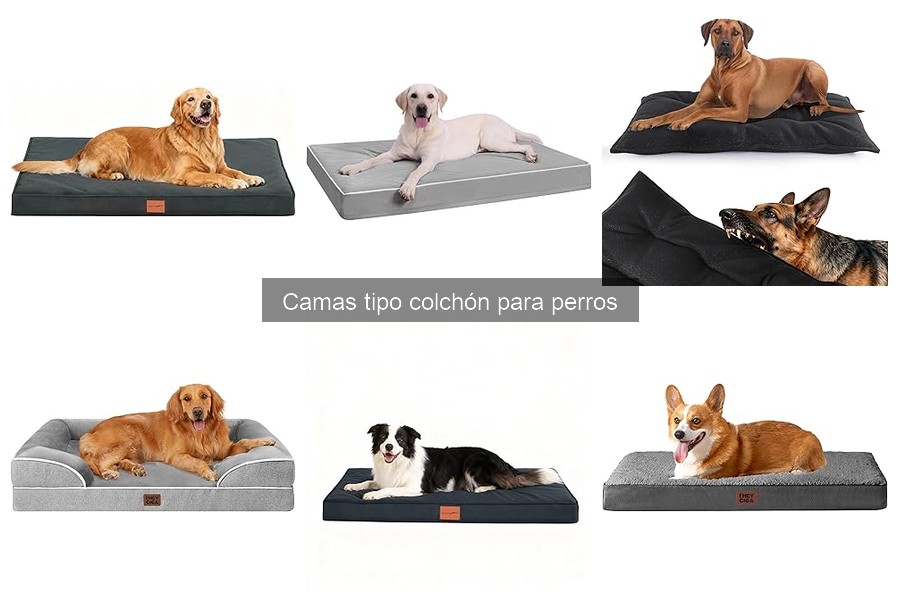 Dónde comprar camas tipo colchón para perros a buen precio