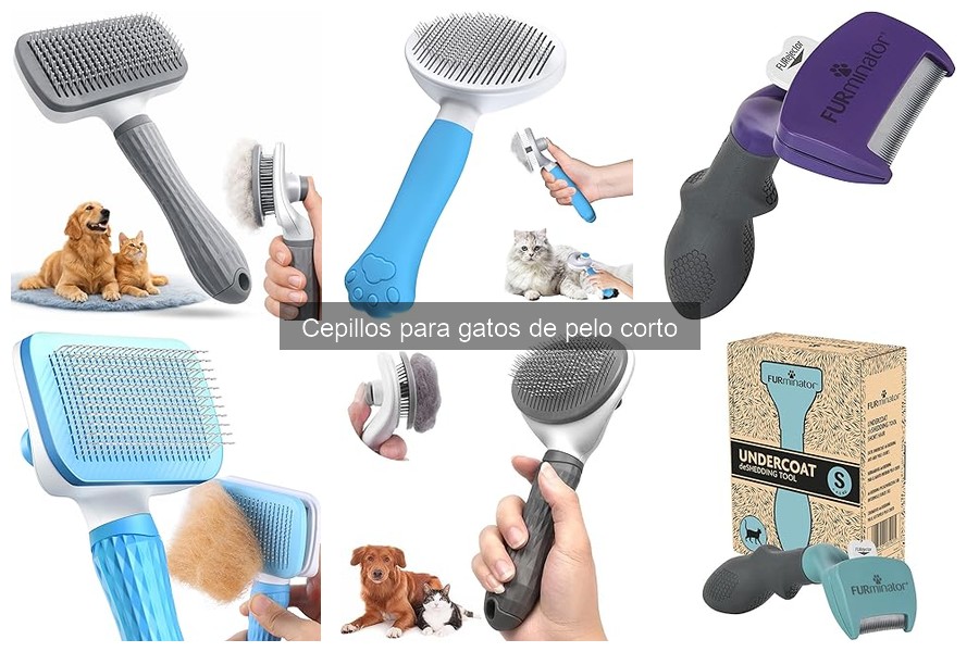 Errores comunes al cepillar gatos de pelo corto
