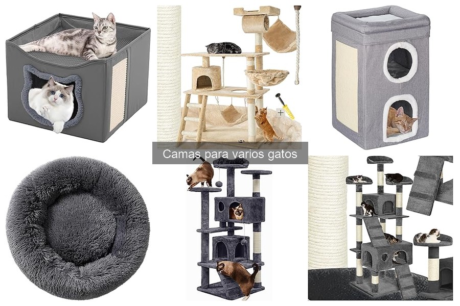 Errores comunes al comprar camas para varios gatos