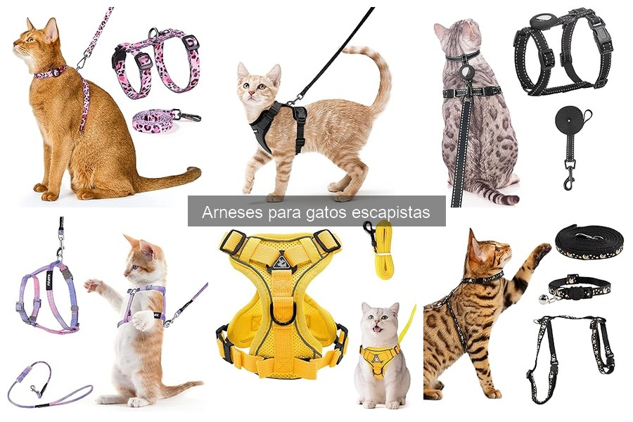 Errores comunes al usar arneses para gatos y cómo evitarlos