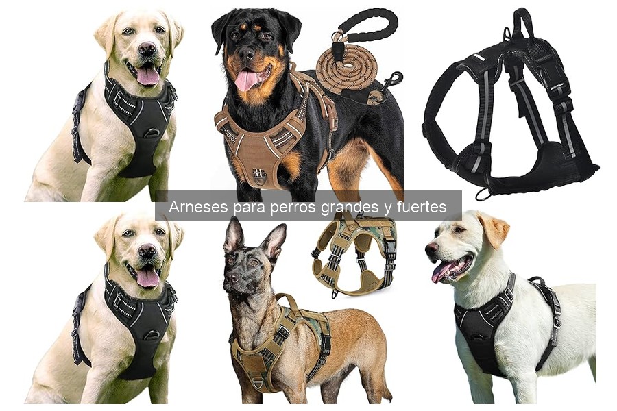 Errores comunes al usar arneses para perros grandes