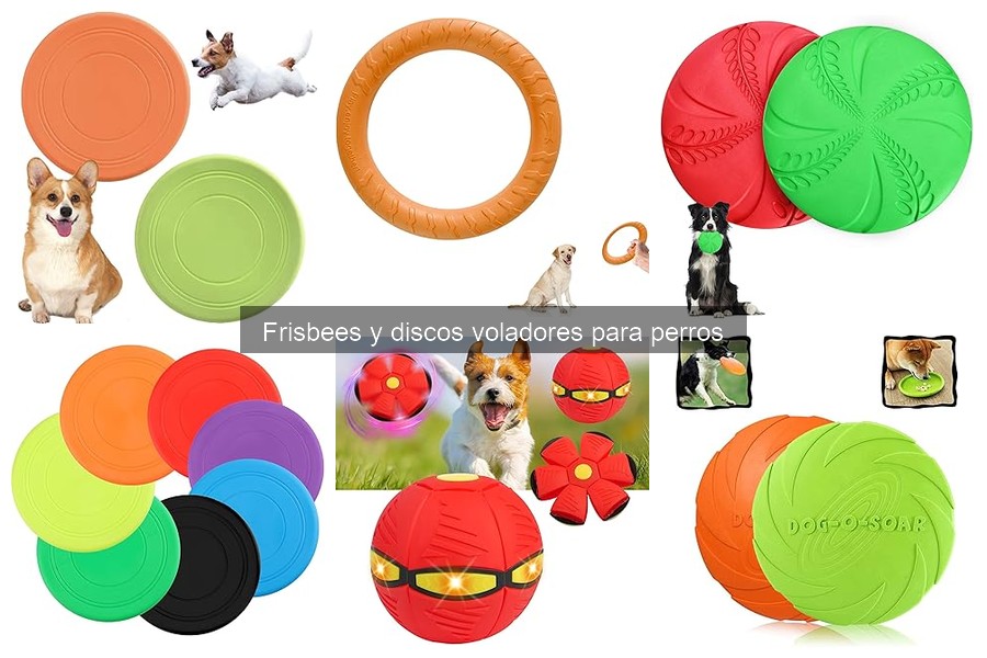 Errores comunes al usar frisbees con perros: Evítalos