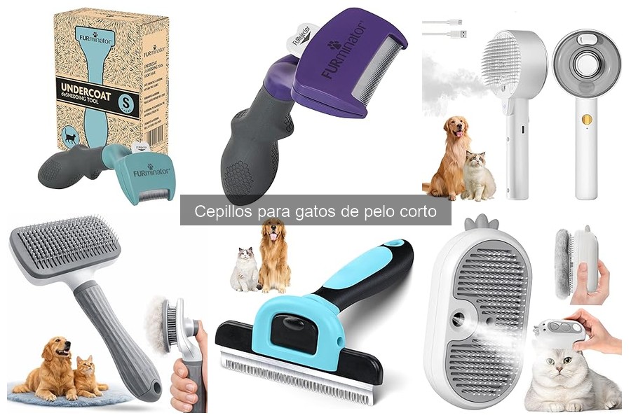 Frecuencia Ideal para Cepillar a un Gato de Pelo Corto
