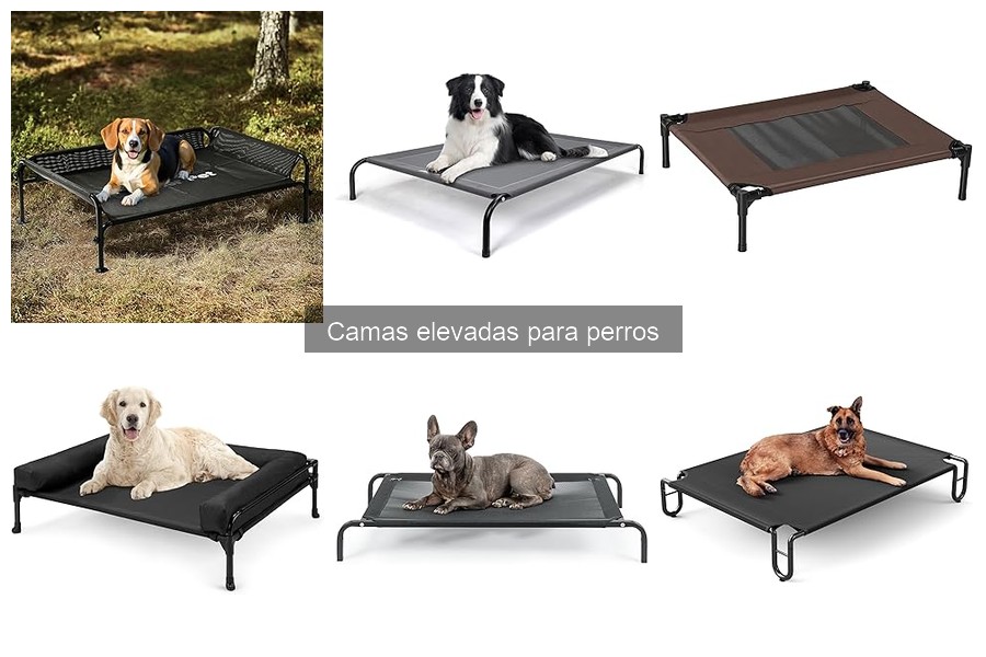 Guía de compra de camas elevadas para perros