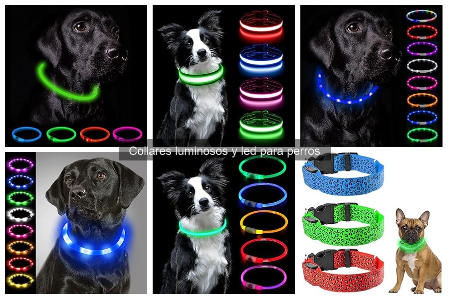 Guía para elegir el collar luminoso ideal para tu perro