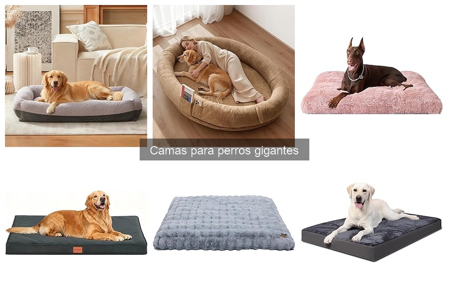 Guía para Elegir la Cama Ideal para Perros Gigantes