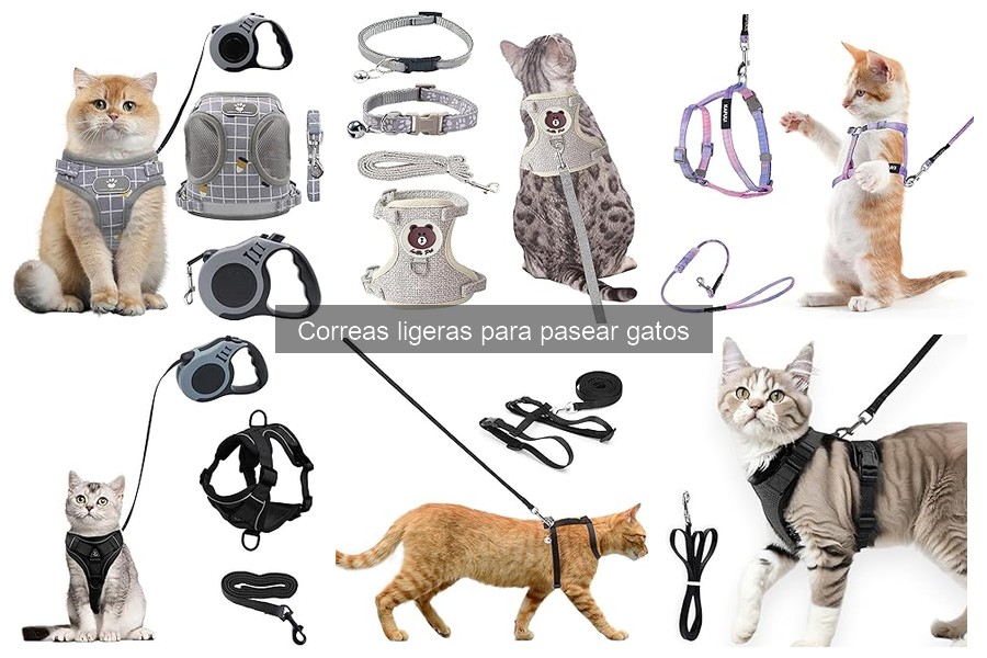 ** Guía para usar correas ligeras para pasear gatos