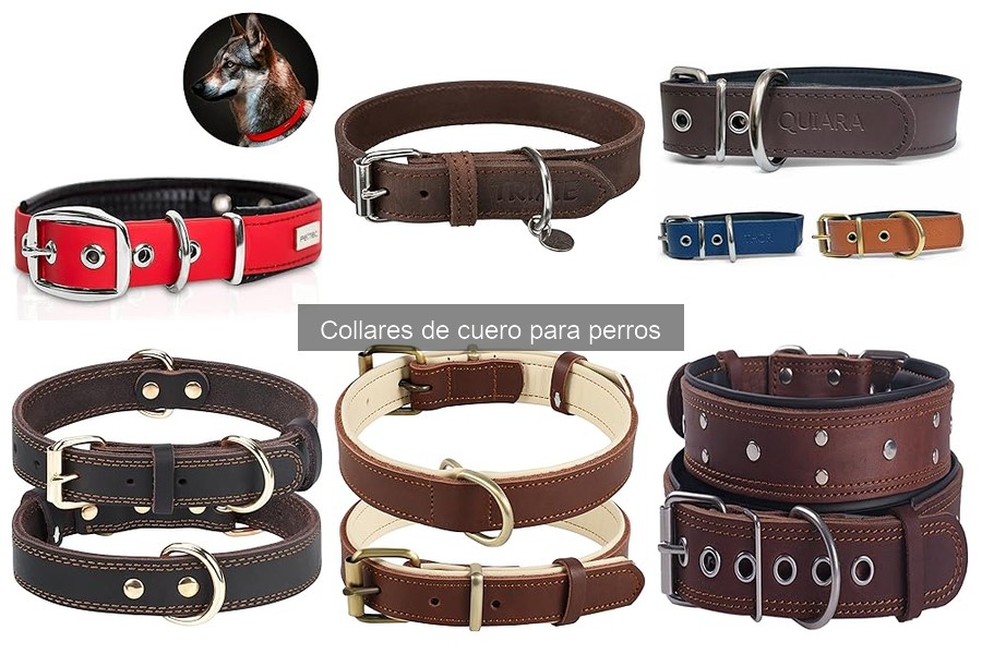 Ideas para Personalizar un Collar de Cuero para Perros