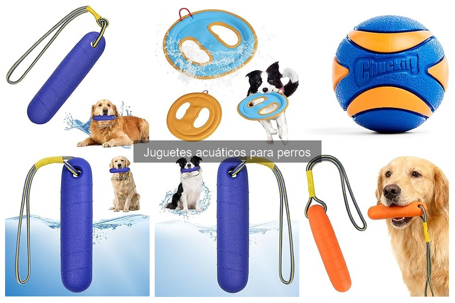 Juguetes acuáticos seguros para perros: materiales y riesgos