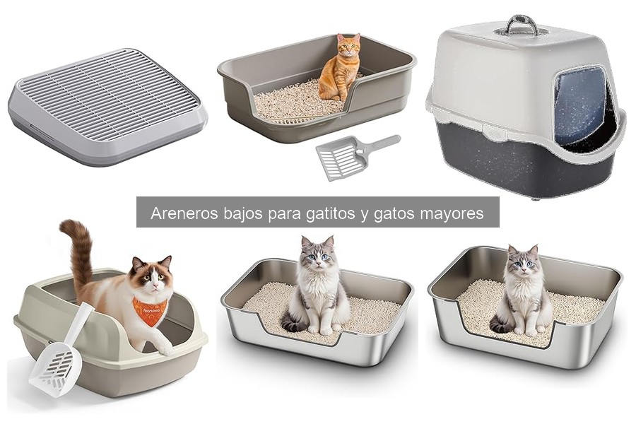 Mejores areneros bajos para gatitos y gatos mayores