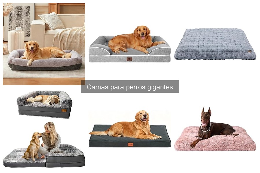 Mejores camas para perros gigantes: guía de compra 2023