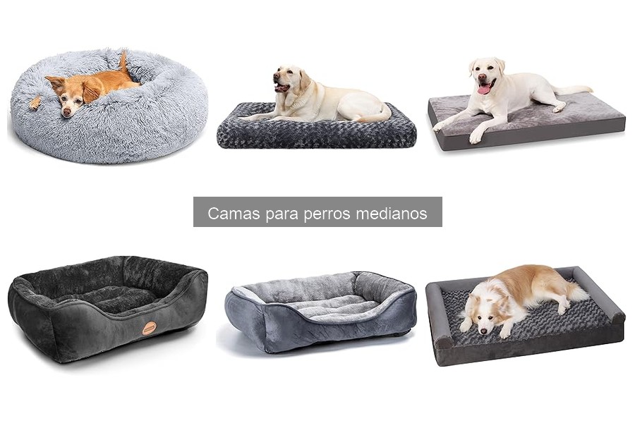 Mejores camas para perros medianos con problemas articulares
