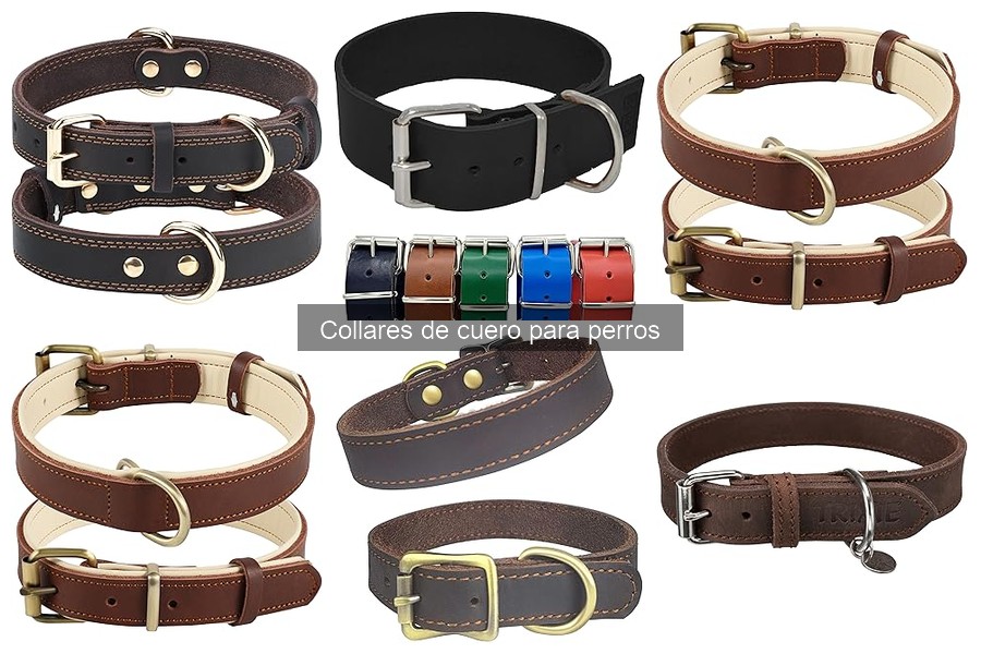 Mejores collares de cuero para perros en 2023: comparativa