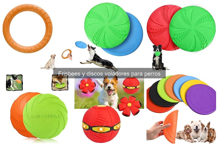 Mejores frisbees para perros según la raza en 2023