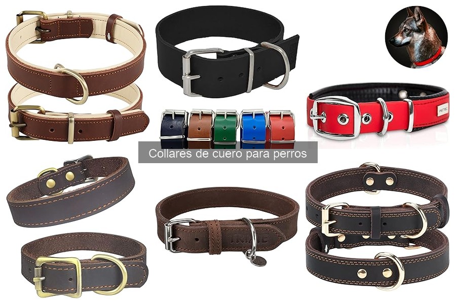 Mejores lugares para comprar collares de cuero para perros