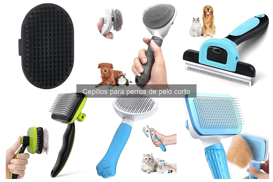 Mejores momentos para cepillar a tu perro de pelo corto