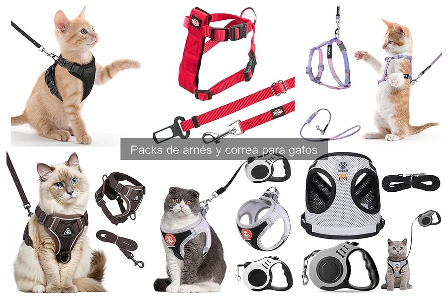 Mejores prácticas para entrenar a tu gato a usar arnés y correa