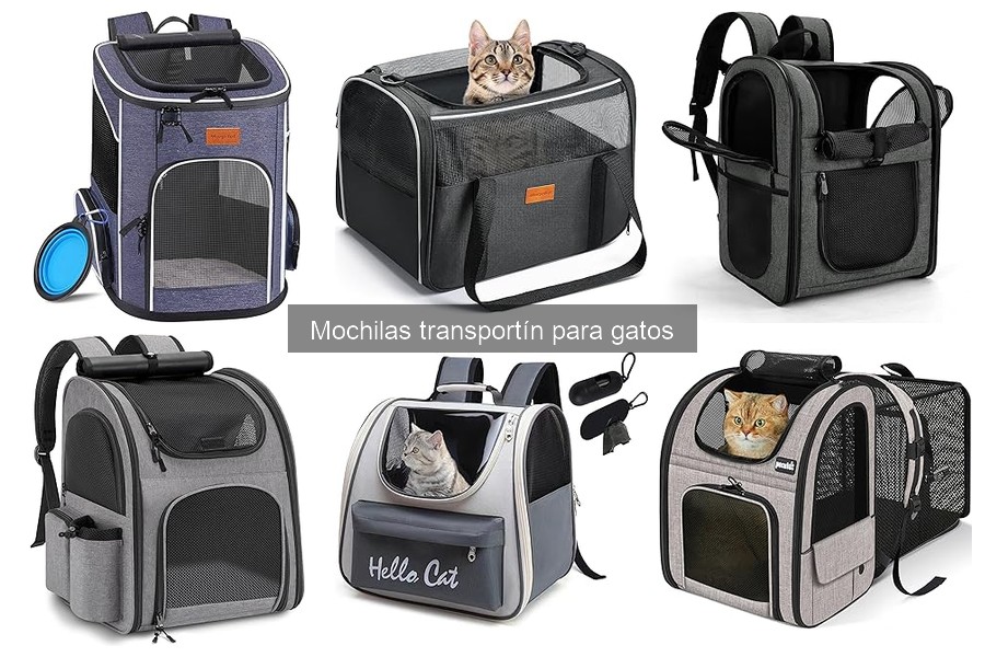 Mochilas transportín para gatos: pequeñas vs. grandes