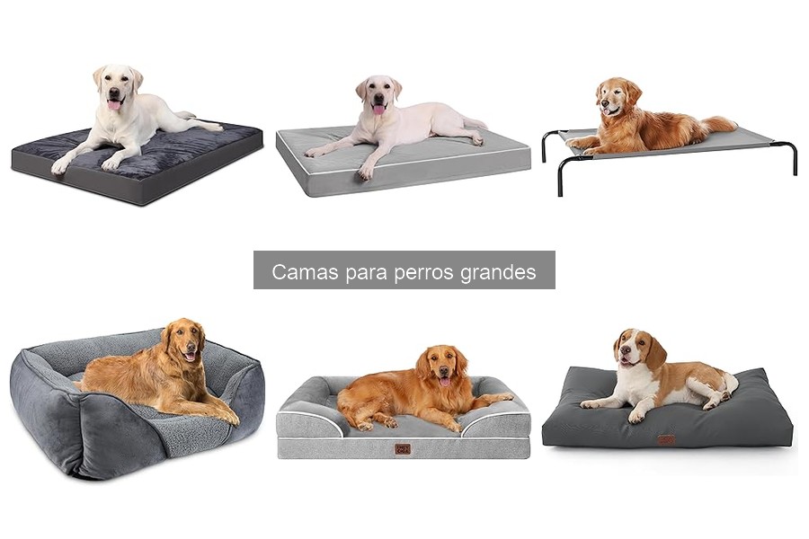 ¿Por qué mi perro grande no usa su cama? Causas y soluciones