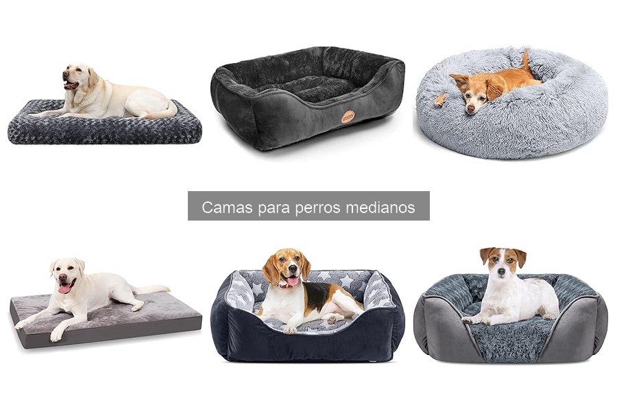 ¿Por qué mi perro no quiere usar su cama? Soluciones efectivas