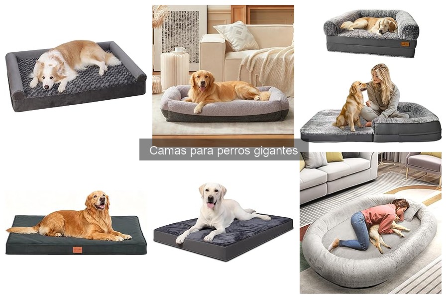Precios de camas para perros gigantes: ¡Descubre las mejores ofertas!