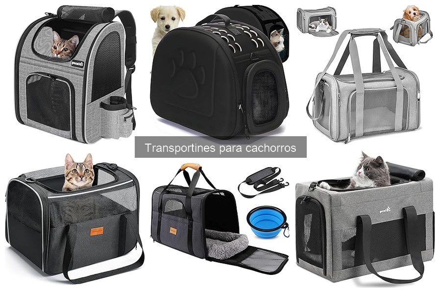 Problemas comunes al usar transportines para cachorros