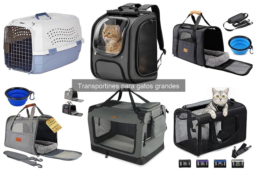Problemas comunes al viajar con transportines para gatos grandes