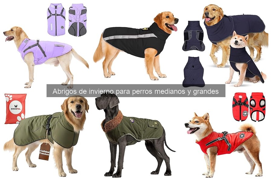 Problemas comunes con abrigos de invierno para perros y soluciones