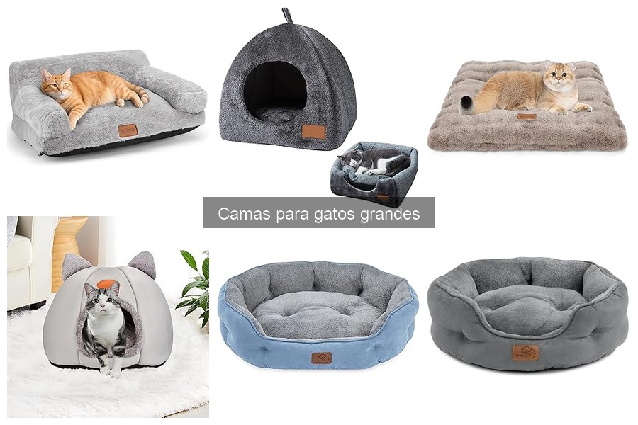 Problemas comunes con camas para gatos grandes y soluciones