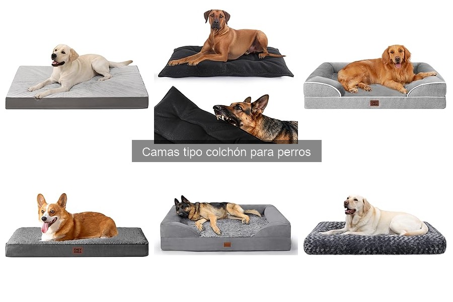 Problemas Comunes con Camas Tipo Colchón para Perros