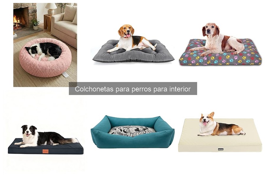 Problemas comunes con colchonetas para perros y sus soluciones