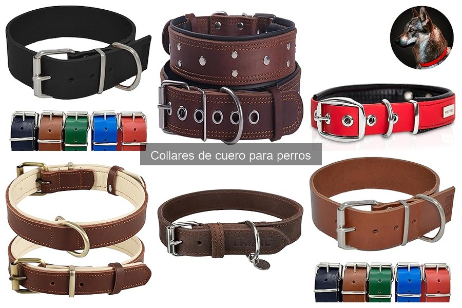 Problemas comunes con collares de cuero para perros: soluciones