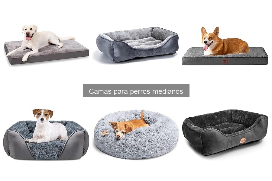 ¿Qué cama elegir para perros medianos? Guía de compra
