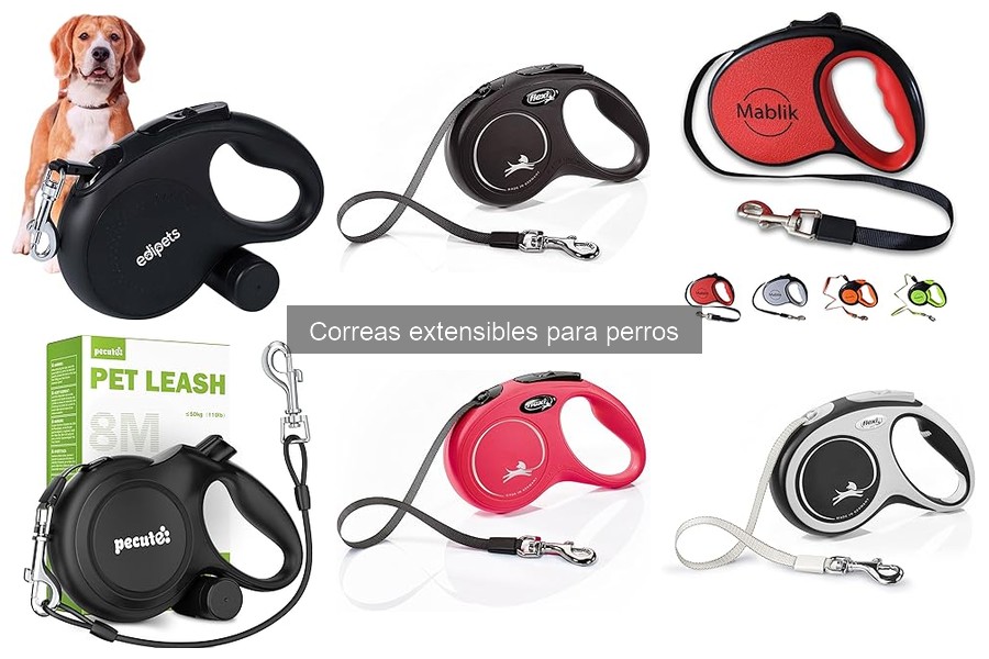 ¿Qué es una correa extensible para perros? Características y Función