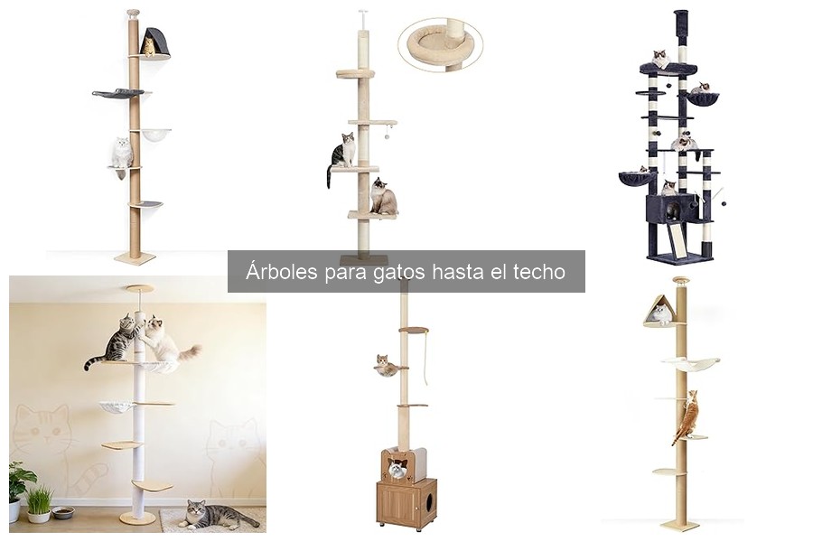 ¿Qué son los árboles para gatos hasta el techo? Guía completa