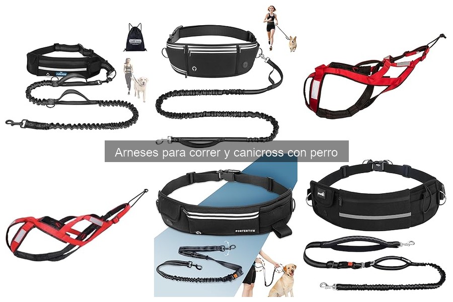 ¿Qué son los arneses para correr y canicross con perro?