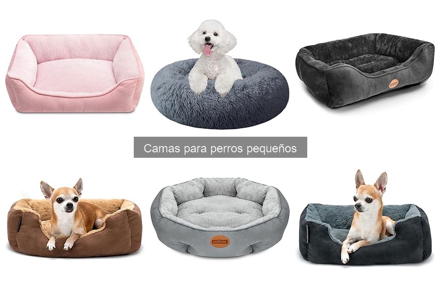 Riesgos de usar camas inadecuadas para perros pequeños