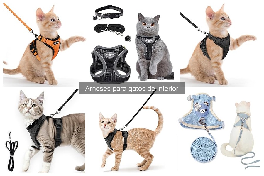 Tipos de arneses para gatos de interior: guía completa