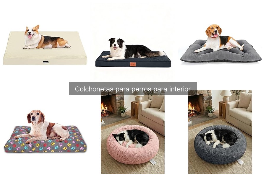 Tipos de colchonetas para perros de interior: guía completa